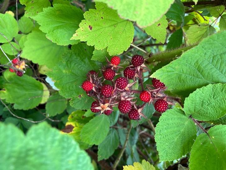 fruitstruiken, doornroze braam, Japanse wijnbes, vijg, Tuin en Terras, Planten | Tuinplanten, Overige soorten, Volle zon, Ophalen