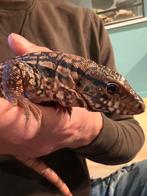 Argentijnse rode teju vrouw, Dieren en Toebehoren, Hagedis, 0 tot 2 jaar