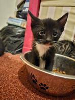 Halve bengaal kittens, Dieren en Toebehoren, Katten en Kittens | Overige Katten, Meerdere dieren, Kortharig, 0 tot 2 jaar