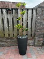Drakenboom op hydrocultuur in pot, Vaste plant, Bloeit niet, Halfschaduw, Ophalen