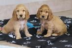 Engelse Cocker Spaniel pups, Dieren en Toebehoren, Parvo, Nederland, 8 tot 15 weken, Meerdere