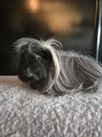 2 cavia beren, Cavia, Juni, Mannelijk, Tam