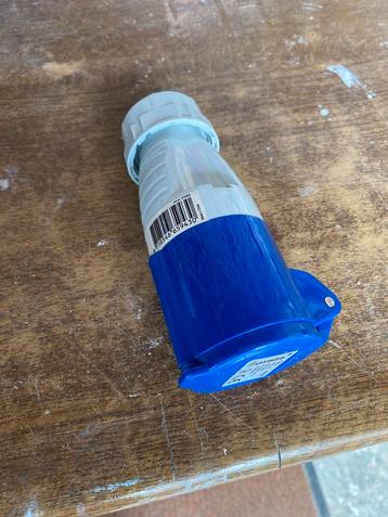 CEE contrastekker (vrouwtje) nieuw beschikbaar voor biedingen