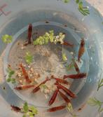 Ruim 50 garnalen, Kreeft, Krab of Garnaal