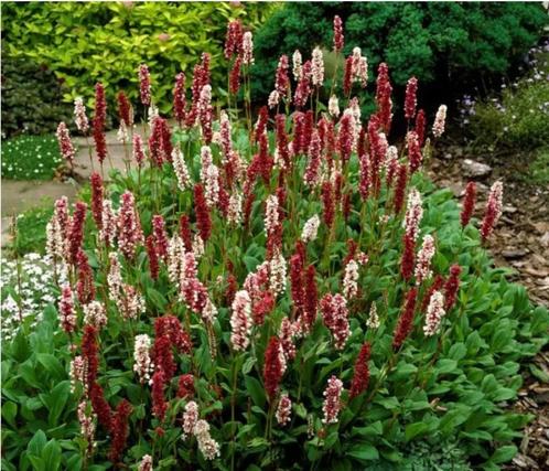 Persicaria affinis dajeeling red, Tuin en Terras, Planten | Tuinplanten, Vaste plant, Bodembedekkers, Halfschaduw, Zomer, Ophalen