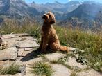 Labradoodle dekreutje Olaf, Rabiës (hondsdolheid), 1 tot 2 jaar, Reu, Nederland