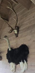 Struisvogel Afrikaans om op te hangen, Ophalen, Nieuw, Vogel, Opgezet dier