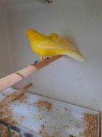 Kanaries koppels geel, Meerdere dieren, Kleurkanarie