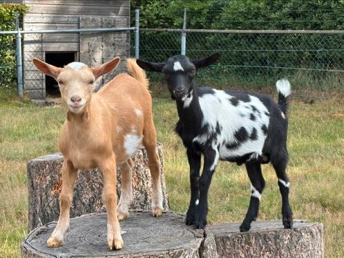 Twee hoornloze bokjes te koop., Dieren en Toebehoren, Schapen, Geiten en Varkens, Geit, Mannelijk, 0 tot 2 jaar