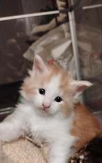 Maine Coon kitten kater, Dieren en Toebehoren, Katten en Kittens | Raskatten | Langhaar, Meerdere dieren, Ontwormd, 0 tot 2 jaar