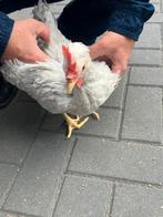 Cream legbar kuikens, Dieren en Toebehoren, Pluimvee, Geslacht onbekend, Kip