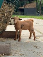 Twee dwergbokjes te koop CAE/CL vrij, Dieren en Toebehoren, Schapen, Geiten en Varkens, Mannelijk, Geit, 0 tot 2 jaar