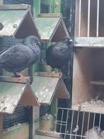 Mooie  koppel, Dieren en Toebehoren, Vogels | Duiven