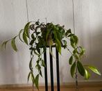 Aeschynanthus Marmoratus, hangplant. Foto #2- Moederplant, Ophalen of Verzenden, In pot, Minder dan 100 cm
