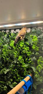 Kapoetsensijs 2025 man, Dieren en Toebehoren, Vogels | Overige Vogels, Mannelijk