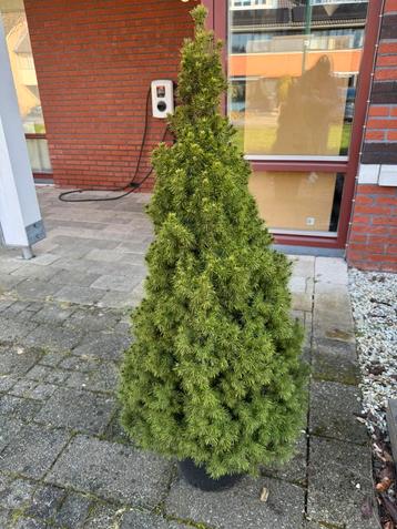 Picea Glauca ‘Conica’ - De Perfecte Dwergspar in de pot beschikbaar voor biedingen
