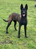 Mechelse Herder teefje 7 maanden, CDV (hondenziekte), 15 weken tot 1 jaar, Teef, Eén hond