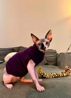 Warme trui Kattenkleding Sphynx kat kitten Rex poes Handmade, Dieren en Toebehoren, Ophalen of Verzenden, Nieuw