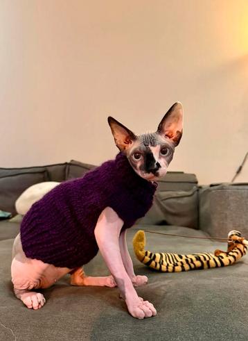 Warme trui Kattenkleding Sphynx kat kitten Rex poes Handmade beschikbaar voor biedingen
