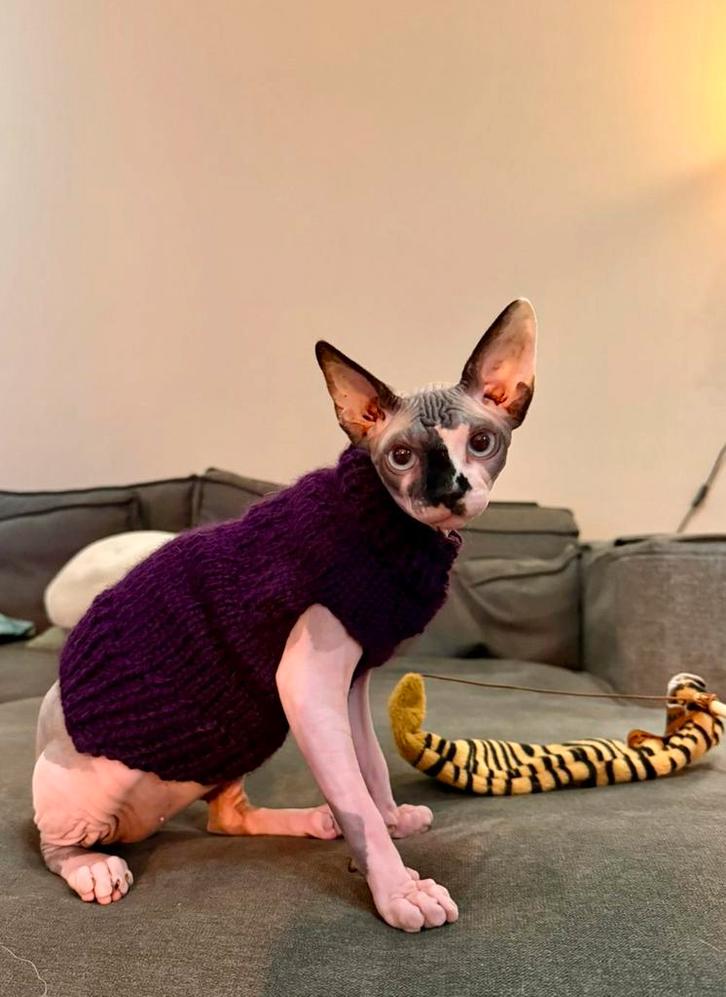 Warme trui Kattenkleding Sphynx kat kitten Rex poes Handmade, Dieren en Toebehoren, Katten-accessoires, Nieuw, Ophalen of Verzenden