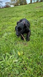 Herder pup 18 weken, Dieren en Toebehoren, Honden | Herdershonden en Veedrijvers, 15 weken tot 1 jaar, CDV (hondenziekte), Teef