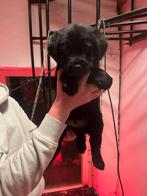 Teefje Labrador x Oudduitse herder stokhaar pups, Dieren en Toebehoren, 8 tot 15 weken, Meerdere, Meerdere dieren, Nederland
