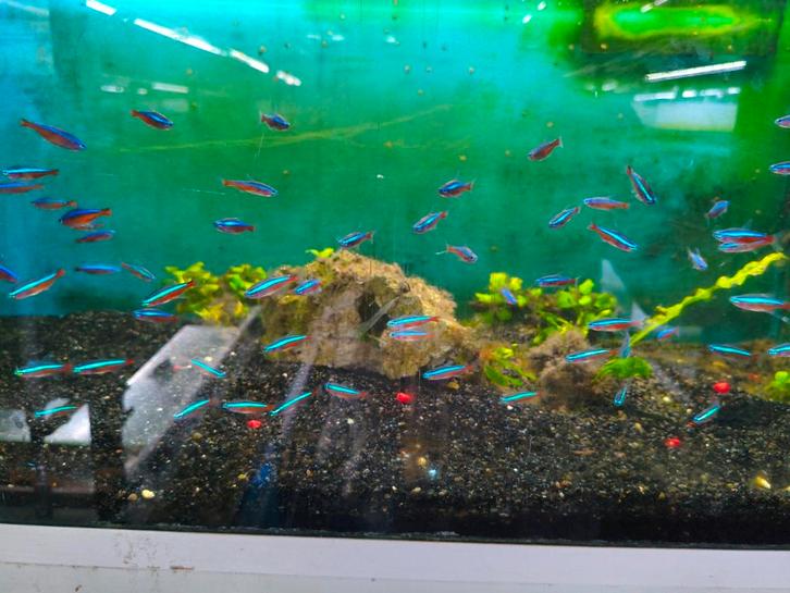 Kardinaal tetra 10 voor 16.50, Dieren en Toebehoren, Vissen | Aquariumvissen