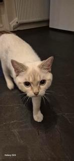 Britse korthaar mannetje wit. 6 maanden oud., Dieren en Toebehoren, Kater, 0 tot 2 jaar