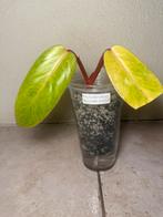 Philodendron painted lady (2), Huis en Inrichting, Kamerplanten, Ophalen of Verzenden, Halfschaduw, Minder dan 100 cm