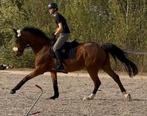 Voltaire X Crusador Alrounder, Dieren en Toebehoren, Paarden, Springpaard, Ruin, M, Ontwormd