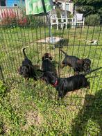 Puppies 2x, reu, dwergteckel, Reu, 8 tot 15 weken, Dwerg, Meerdere