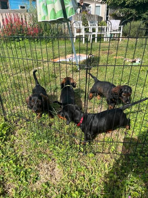 Puppies 2x, reu, dwergteckel, Dieren en Toebehoren, Honden | Teckels en Dashonden, Reu, Ruwhaar, Dwerg, Particulier, Meerdere