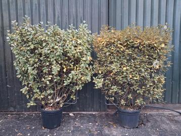 2x Elaeagnus Limelight Kant en Klaarhaag beschikbaar voor biedingen
