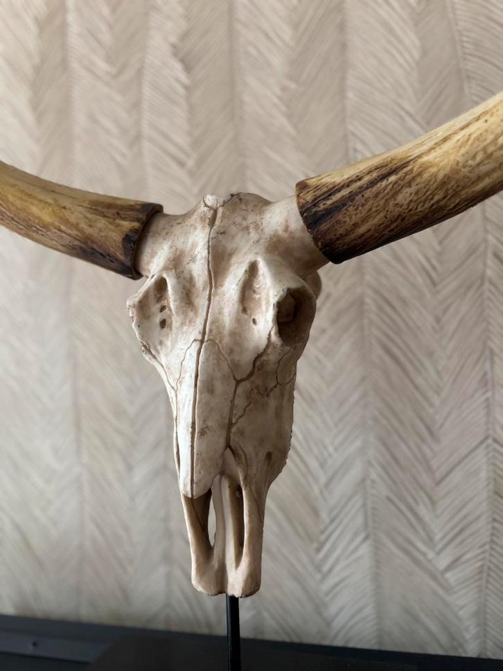 Longhorn schedel op standaard, Huis en Inrichting, Woonaccessoires | Wanddecoraties, Zo goed als nieuw, Ophalen of Verzenden