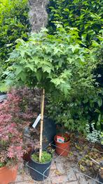 Liquidambar op stam, Tuin en Terras, Planten | Bomen, Ophalen, Volle zon