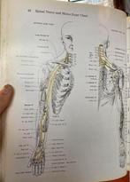 Muscles testing and function Kendall spieren fysiotherapie, Boeken, Ophalen of Verzenden, Gelezen