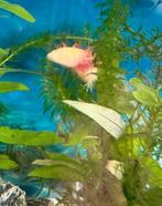 2 volwassen axolotls wildkleur en geel/roze, Dieren en Toebehoren, Amfibie, 0 tot 2 jaar