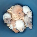 Goudhamsters jong, gezond en lief direct beschikbaar, Dieren en Toebehoren, Hamster, Januari, Meerdere dieren, Tam