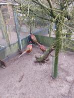 Bosfazanten, Mannelijk, Eend