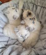 Ragdoll kittens uit geteste ouders, Dieren en Toebehoren, Gechipt, Meerdere dieren, 0 tot 2 jaar