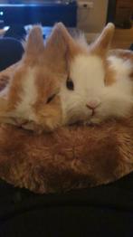 Kindvriendelijke dwergjes, leeuwenkopjes, fluffies+vosjes, Meerdere dieren, Dwerg, 0 tot 2 jaar