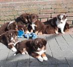 Border collie Australian shepherd pups, Dieren en Toebehoren, Honden | Herdershonden en Veedrijvers, Overige rassen, 8 tot 15 weken