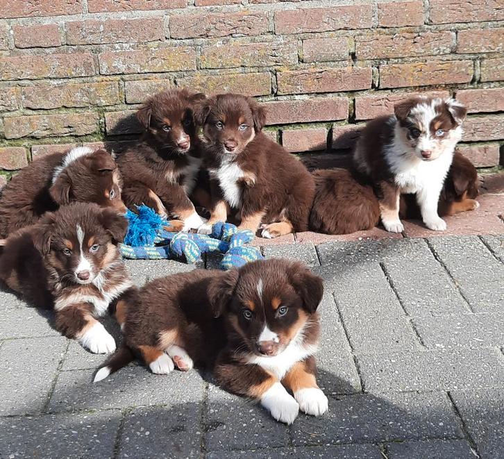 Border collie Australian shepherd pups, Dieren en Toebehoren, Honden | Herdershonden en Veedrijvers, Meerdere dieren, Overige rassen