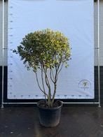 Meerstammige Steeneik (Quercus ilex), Overige soorten, Lente, 100 tot 250 cm, Ophalen