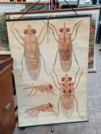 Grote partij schoolkaarten en posters te koop, Antiek en Kunst, Antiek | Schoolplaten, Ophalen, Natuur en Biologie