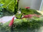 Mooie Rode Neocaridina Garnalen, Dieren en Toebehoren, Vissen | Aquariumvissen, Kreeft, Krab of Garnaal