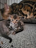 Bengaalse kitten (rosetted) te koop., Dieren en Toebehoren, Kater, Ontwormd
