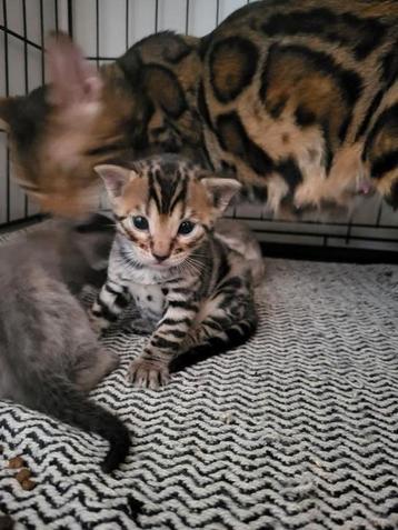 Bengaalse kitten (rosetted) te koop.  beschikbaar voor biedingen