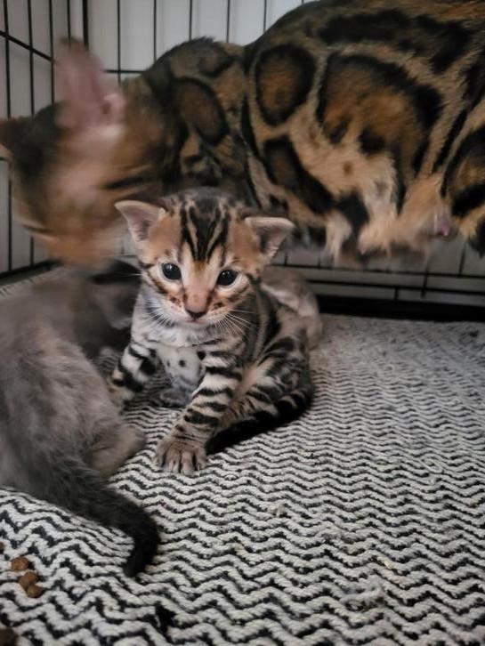 Bengaalse kitten (rosetted) te koop., Dieren en Toebehoren, Katten en Kittens | Raskatten | Korthaar, Kater, Ontwormd