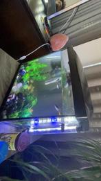 Aquarium met vissen en pomp, warmte pomp, decoratie, Dieren en Toebehoren, Vissen | Aquariumvissen, Vis, Zoetwatervis, Schoolvis